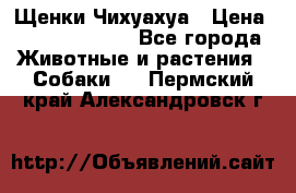 Щенки Чихуахуа › Цена ­ 12000-15000 - Все города Животные и растения » Собаки   . Пермский край,Александровск г.